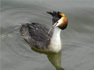 British birds