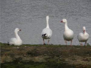 Escaped birds