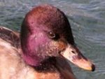 Hybrid birds