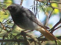 Swiss birds