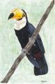 Toco Toucan
