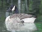 Canada Goose