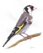 Goldfinch