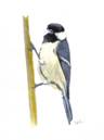 Great Tit