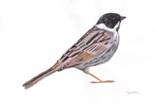 Reed Bunting