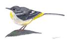 Grey Wagtail