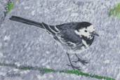 Pied Wagtail
