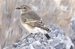 Wheatear