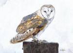 Barn Owl