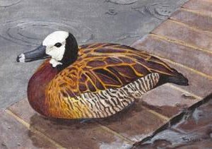 White-faced Whistling Duck