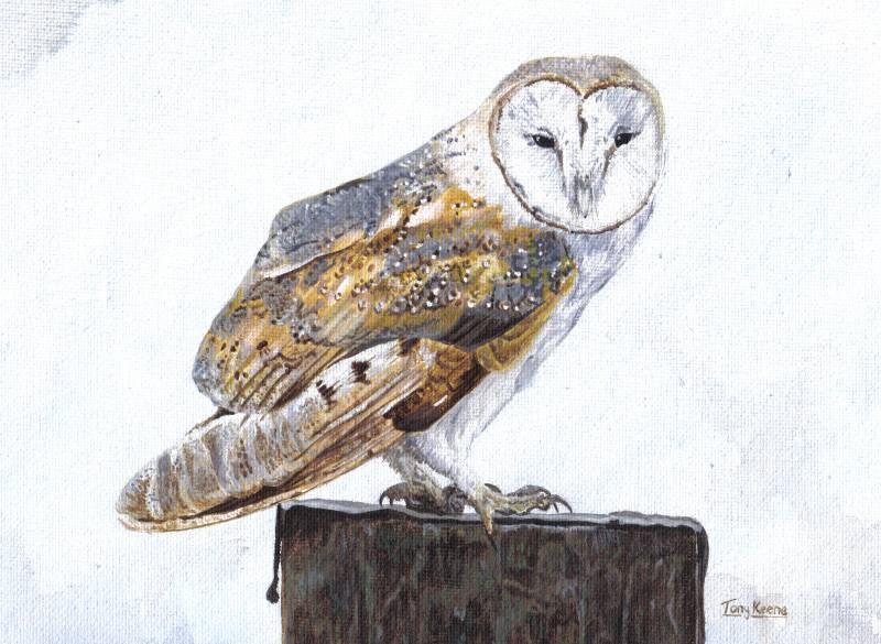 Barn Owl, acrylics on canvas