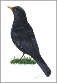 (Common) Blackbird, acrylics on paper