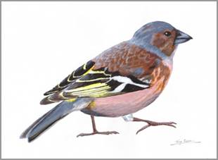 (Common) Chaffinch, acrylics on paper
