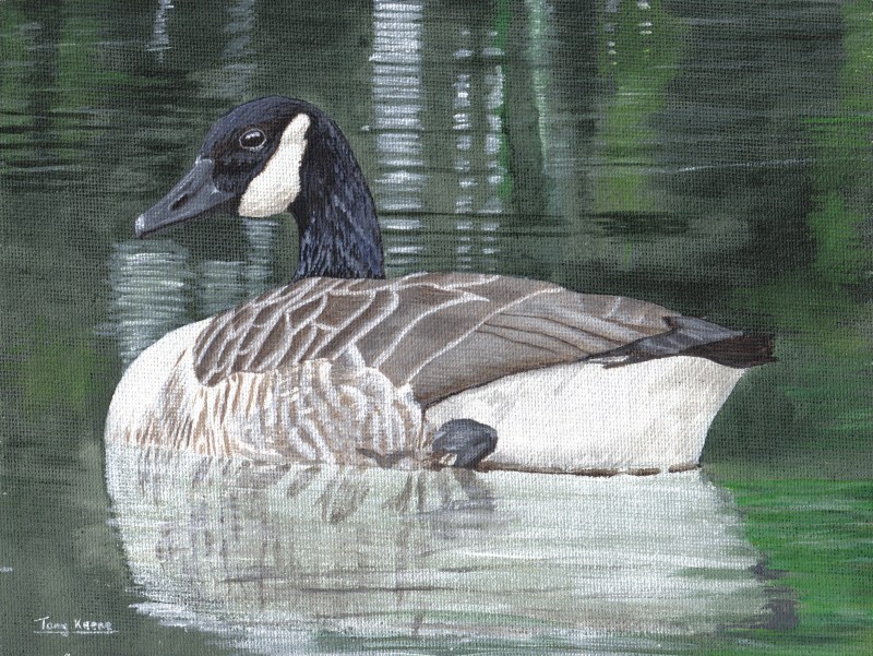 Canada Goose, acrylics on canvas
