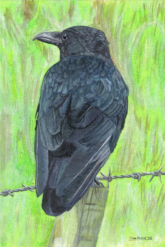 Carrion Crow, acrylics on canvas