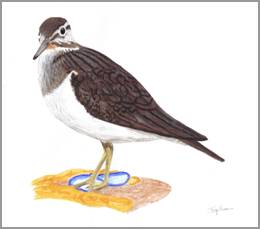 Common Sandpiper, acrylics on paper