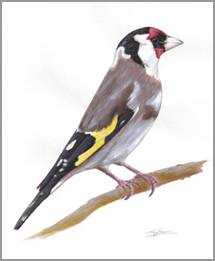 (European) Goldfinch, acrylics on paper