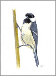 Great Tit, acrylics on paper