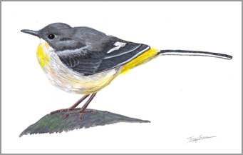 Grey Wagtail, acrylics on paper