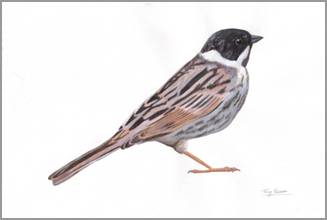(Common) Reed Bunting, acrylics on paper