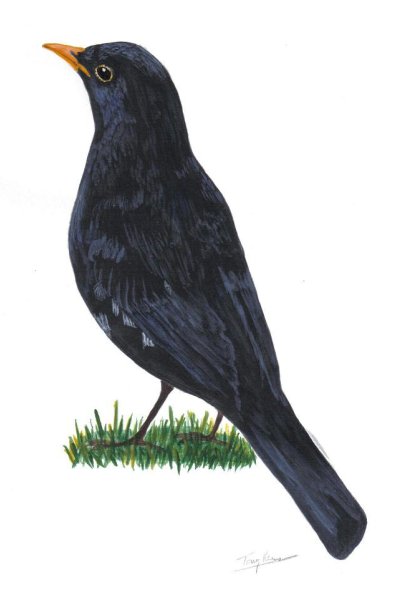(Common) Blackbird, acrylics on paper