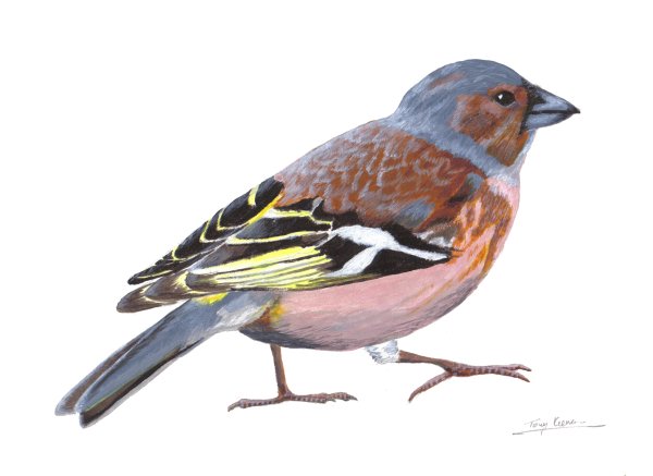 (Common) Chaffinch, acrylics on paper