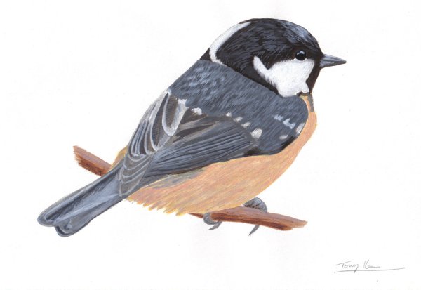 Coal Tit, acrylics on paper