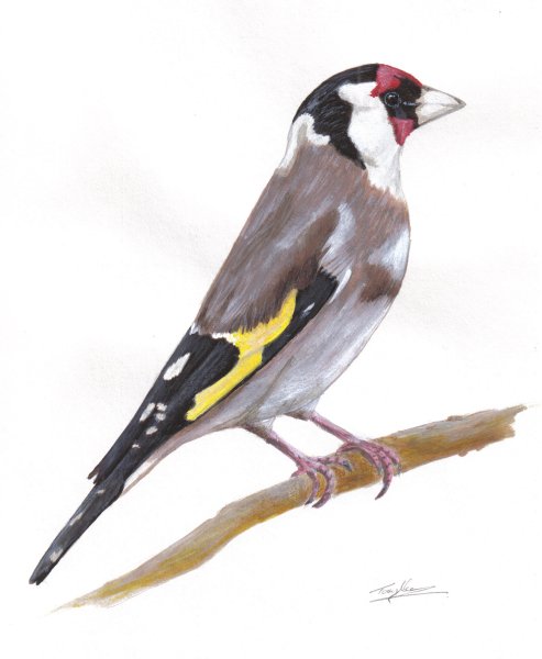 (European) Goldfinch, acrylics on paper