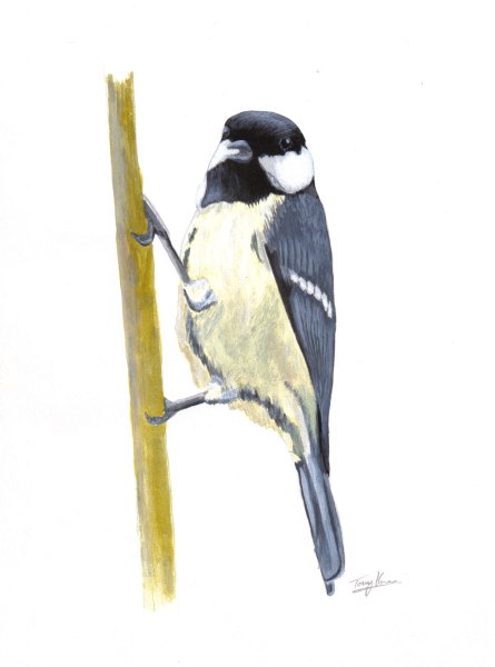 Great Tit, acrylics on paper