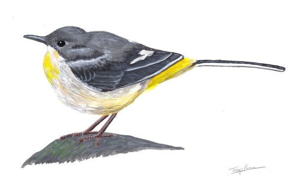 Grey Wagtail, acrylics on paper