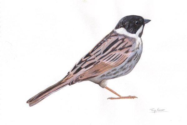 (Common) Reed Bunting, acrylics on paper