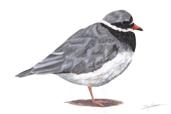 (Common) Ringed Plover, acrylics on paper