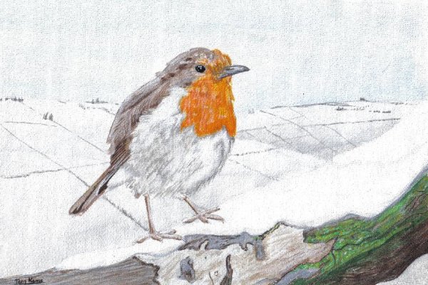 (European) Robin, acrylics on canvas