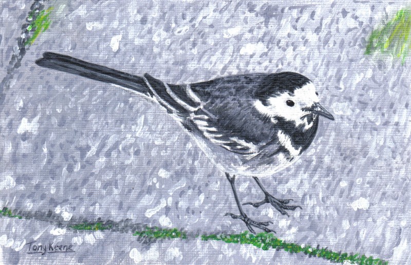 Pied Wagtail, acrylics on canvas