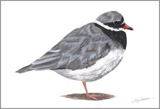 (Common) Ringed Plover, acrylics on paper
