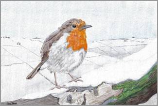 (European) Robin, acrylics on paper