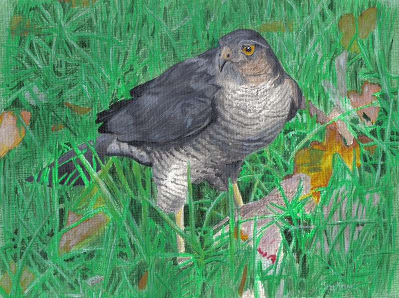 (Eurasian) Sparrowhawk, acrylics on canvas