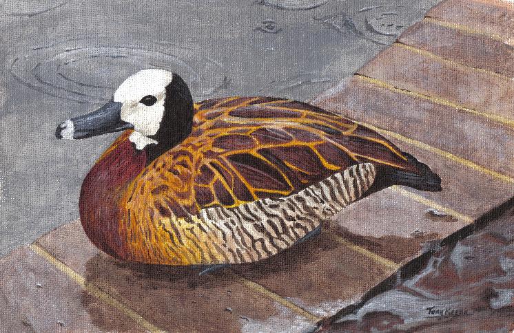 White-faced Whistling Duck, acrylics on canvas
