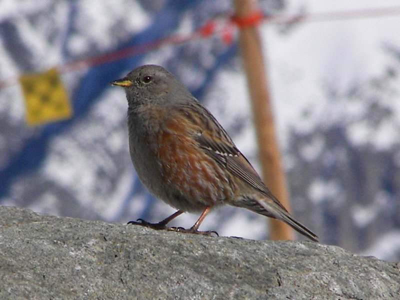 Alpine Accentor