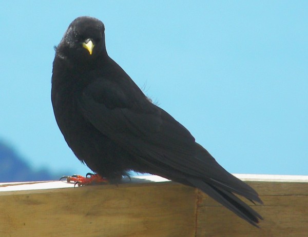 Alpine Chough