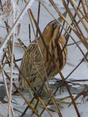 (Great) Bittern