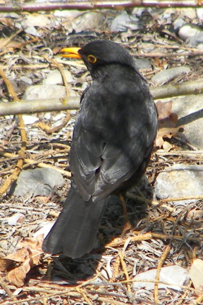 male Blackbird