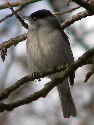 Blackcap