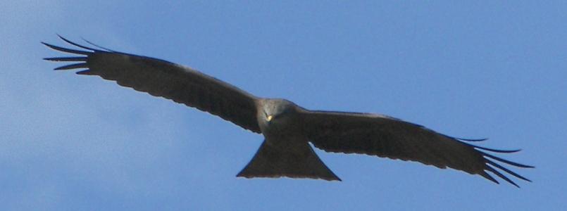 Black Kite