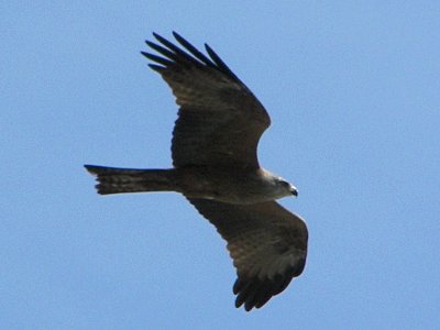 Black Kite