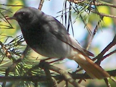 Black Redstart