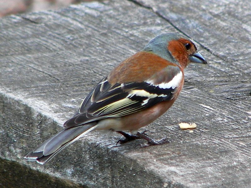 (Common) Chaffinch