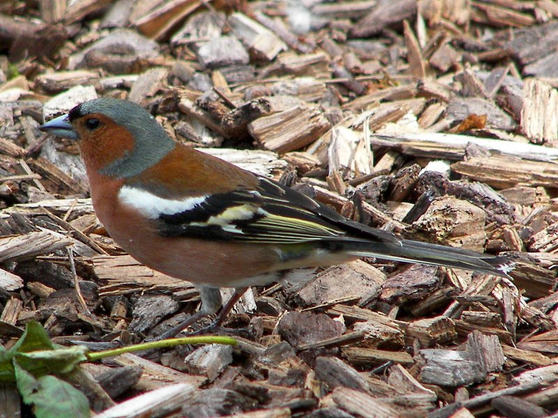 (Common) Chaffinch