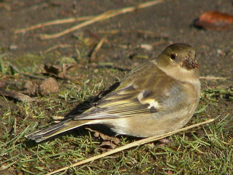 (Common) Chaffinch