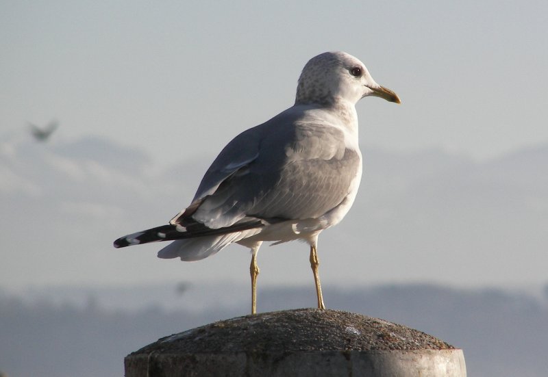 Common Gull